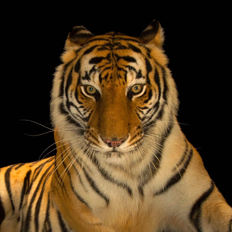 bengal-tiger_thumb.JPG