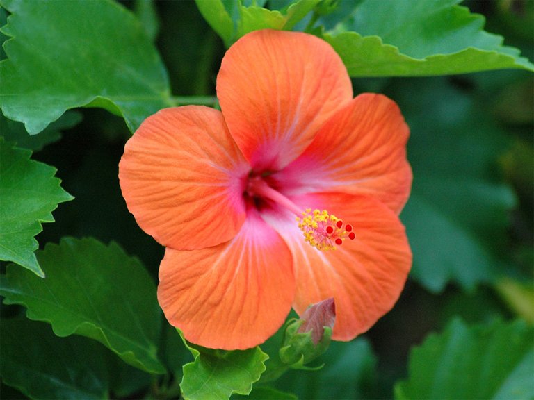 164373793-hibiscus-wallpapers.jpg