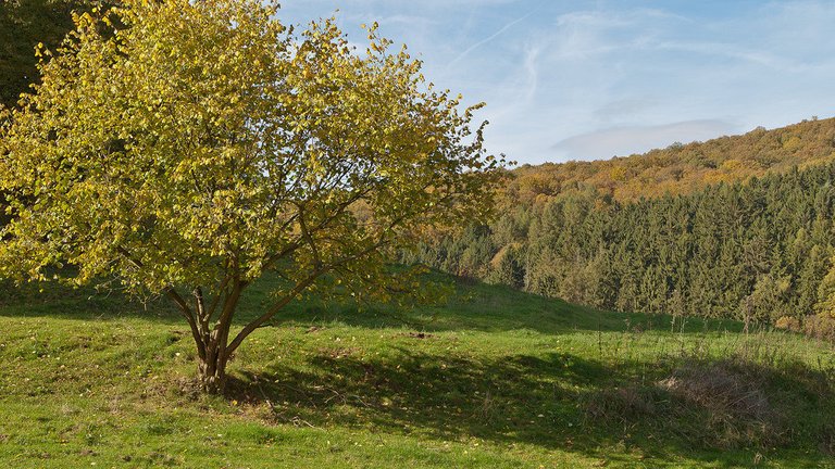 10437117065-autumn-in-thuringia-eichsfeld-rusteberg (FILEminimizer).jpg