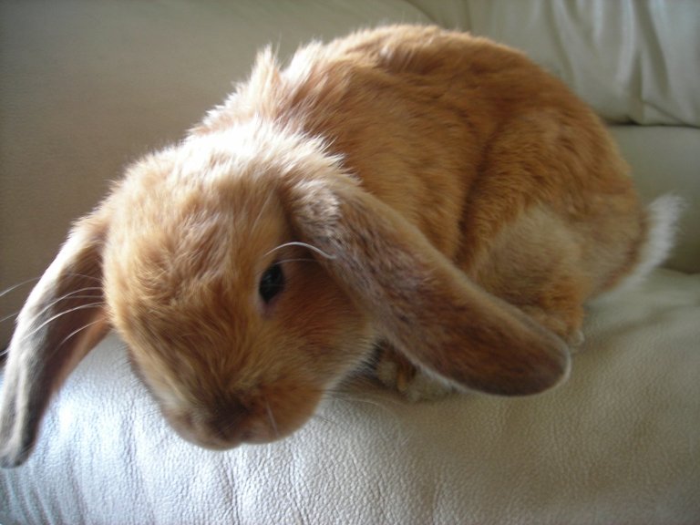 Holland_lop_bunny.JPG