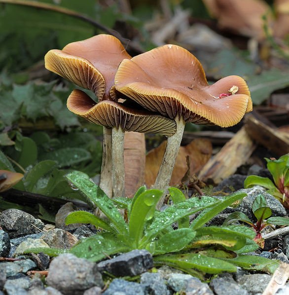 2013-10-22_Psilocybe_cyanescens_Wakef_378608.jpg