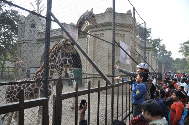 Alipore_Zoological_Garden_-_Kolkata_2011-01-09_0007.JPG