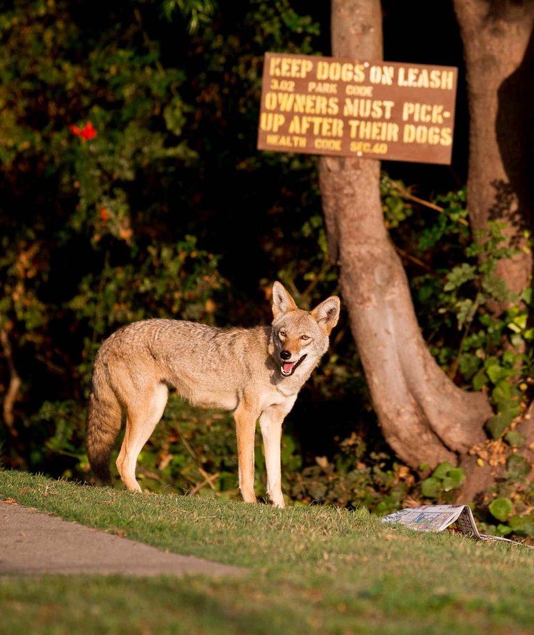 Urban Coyotes.jpg