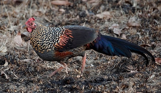 grey junglefowl male.jpg