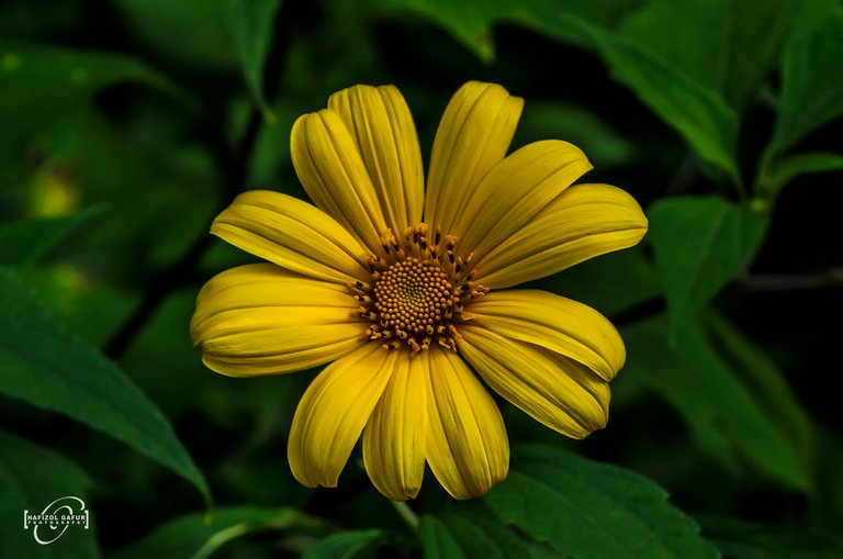 Bunga Kuning.jpg