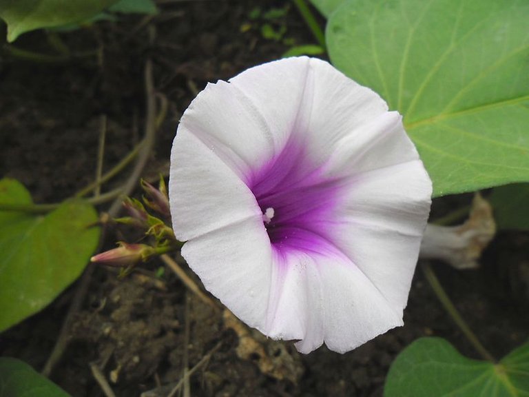 800px-Ipomoea_batatas_(Sweet_Potato)_Flower.jpg