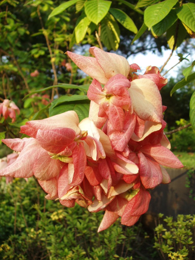 Queen Sirikit Park - flower