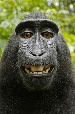 399px-Macaca_nigra_self-portrait_(rotated_and_cropped)-.jpg