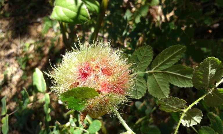 rose gall.jpg