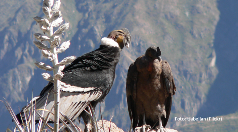 condor-de-los-andes_800x530-800x445.png