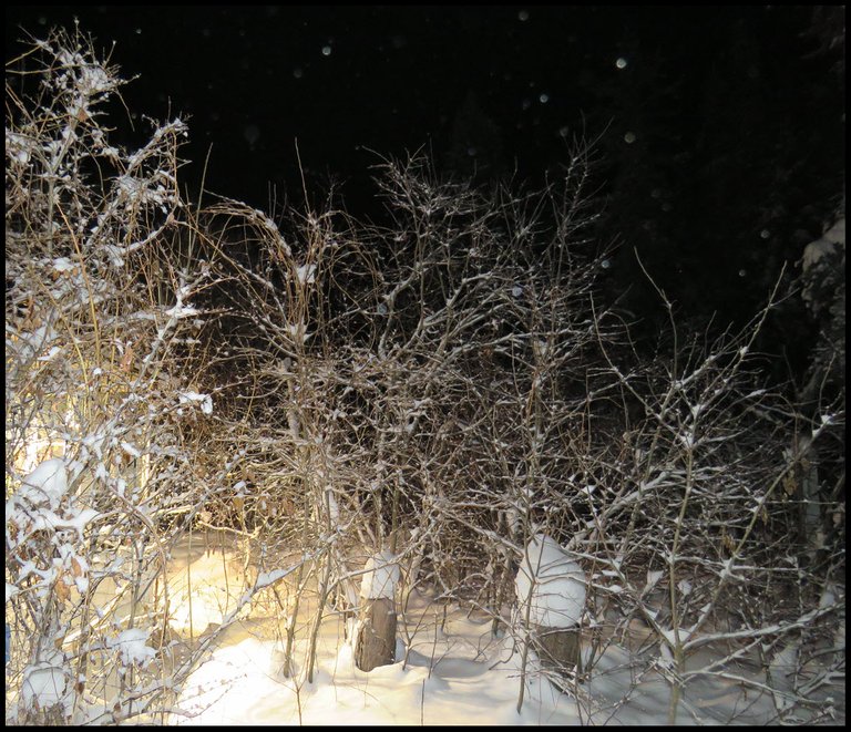 snowy scene in the dark lite up by growlights.JPG