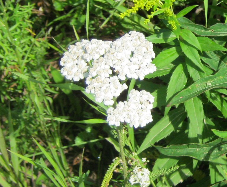 yarrow.JPG