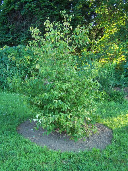 Dogwood crop July 2019.jpg