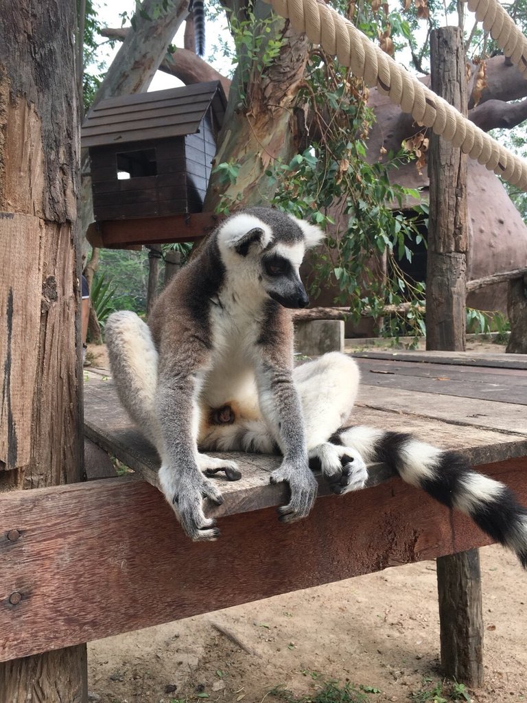 Khao Kheow Open Zoo22.jpg