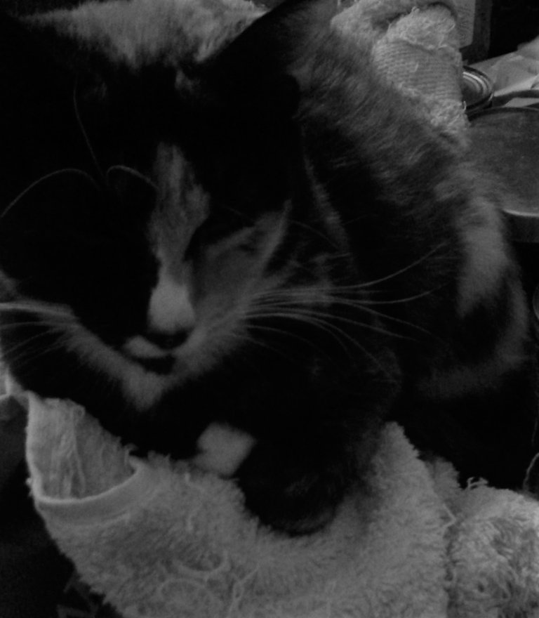 Cat Photography, Tinkerbell B&W Towel, May 5 2017.jpg