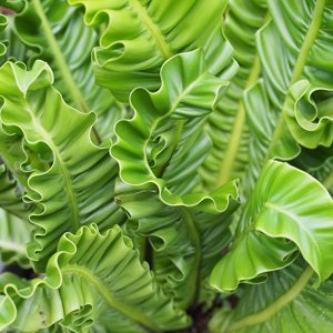 Birds-Nest-Fern-Crispy-Wave-LPOBIRNCW.jpg