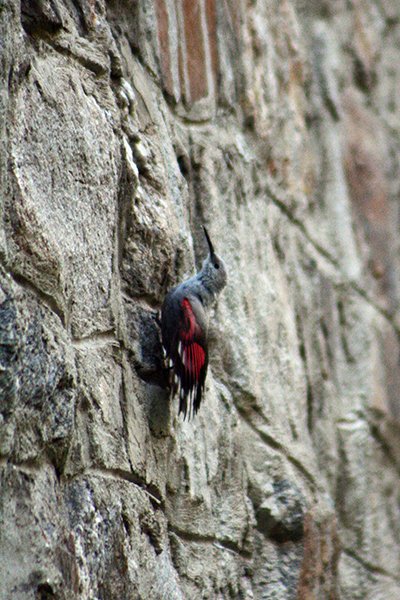 Wallcreeper_Comment_s.jpg