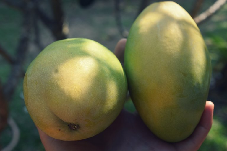 mango-turmeric-oats-1.jpg
