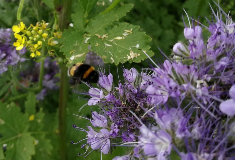 Hummel_im_Anflug.jpg