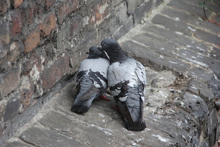 pigeons-1993450_960_720.jpg