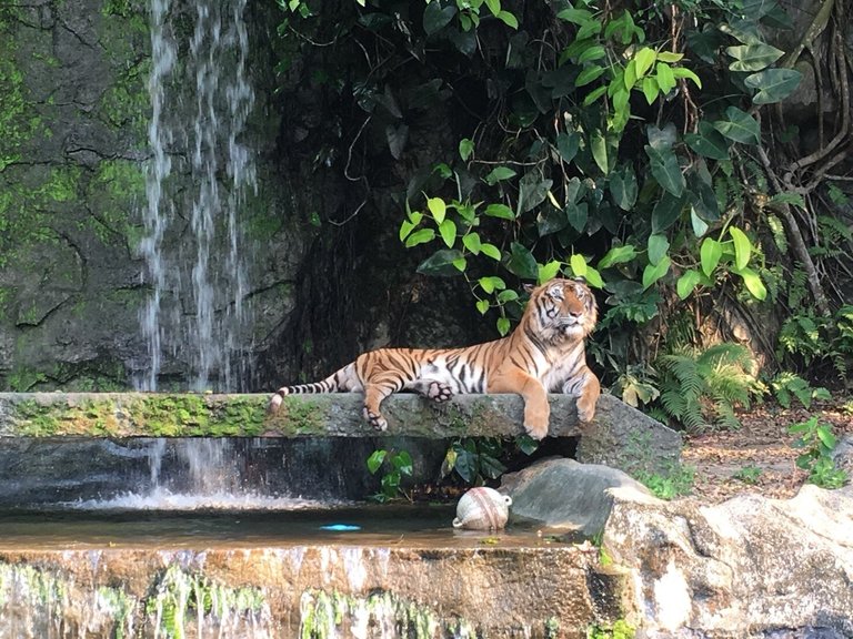 Khao Kheow Open Zoo8.jpg