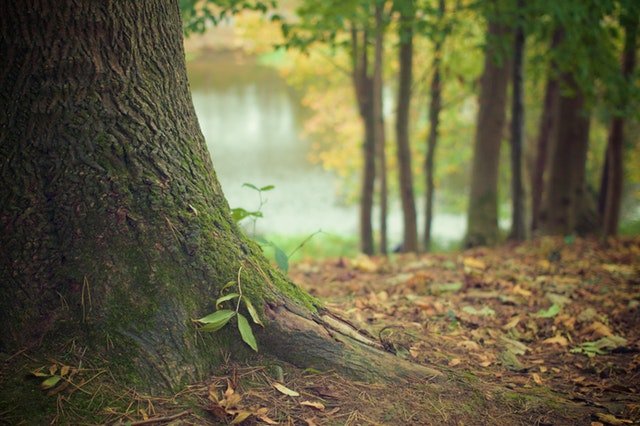 nature-forest-moss-leaves.jpg