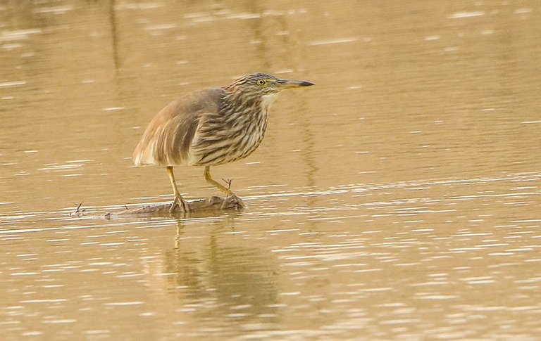 Pond Heron.jpg