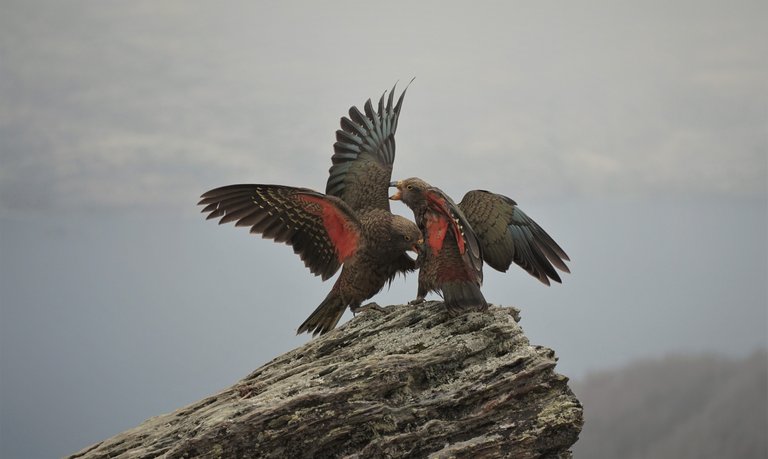 Kea4.JPG