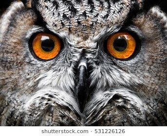 owls-portrait-owl-eyes-260nw-531226126.jpg