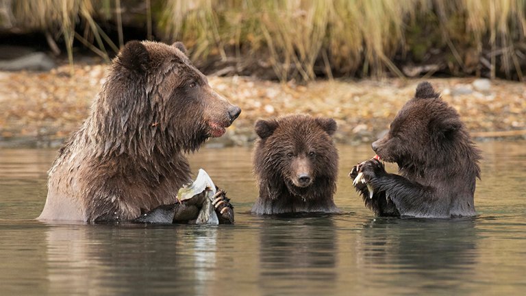 Brown_Bears_Cubs_Water_Three_3_527353_1366x768.jpg