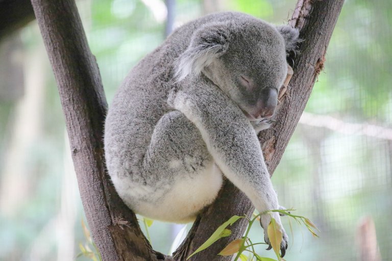 1. SLEEPING KOALA.jpg