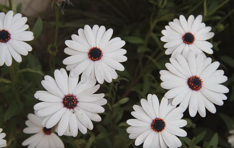 Nice white flowers.png