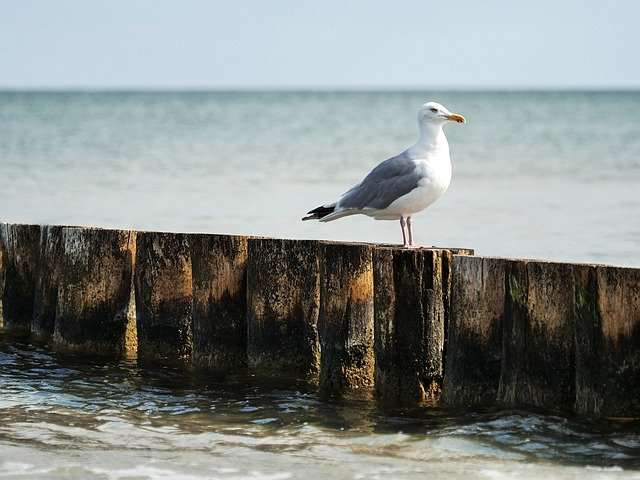 seagull-6542951_640.jpg