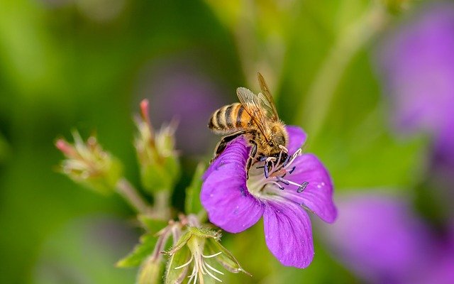 hoverfly-3424761_640.jpg