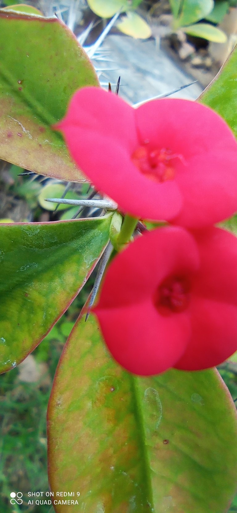 IMG_20211021_161825.jpg