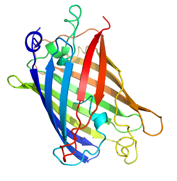 GREEN_FLUORESCENT_PROTEIN_FROM_AEQUOREA_VICTORIA.png