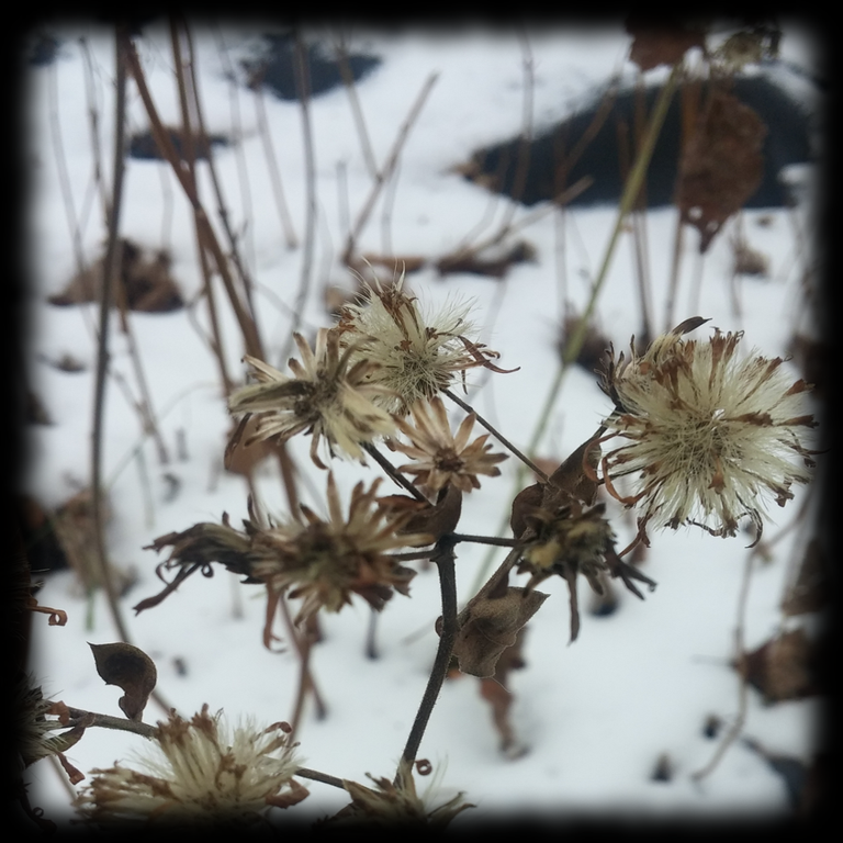 photo fleur dans la neige.png