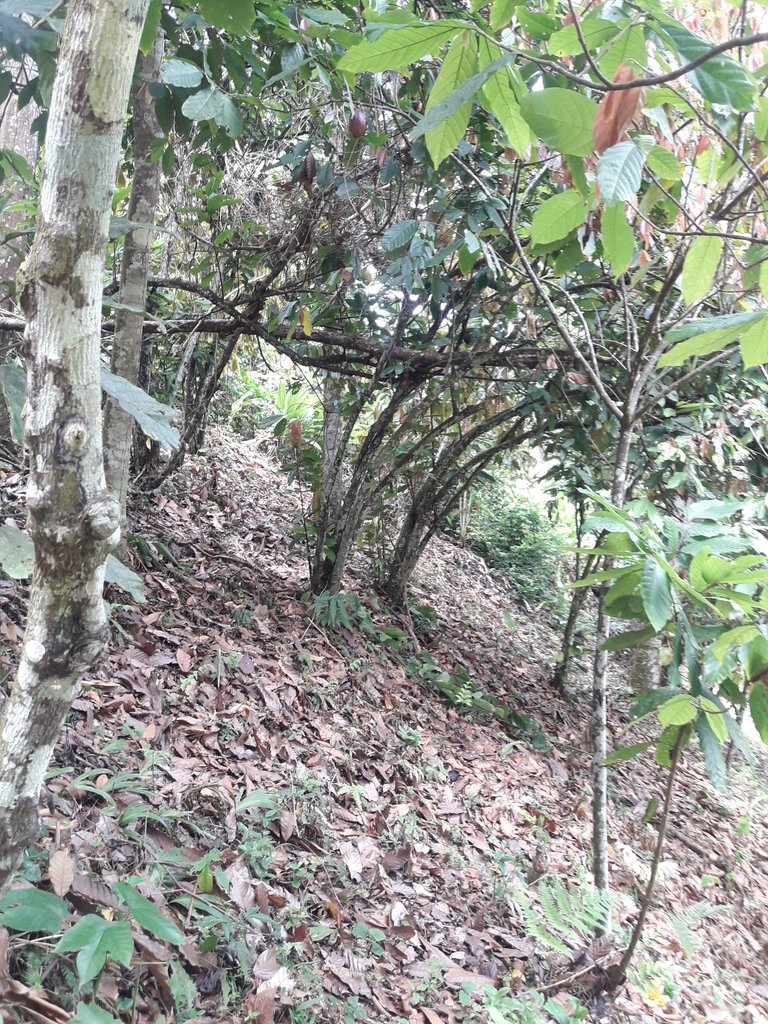 Mi hacienda de cacao.jpg