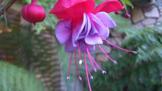 exotic_flower-678x381.jpg