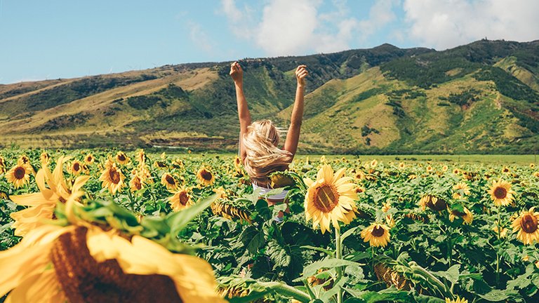 Maui-sunflower-flields.jpg