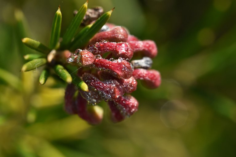 bush buds drew macro 1.jpg