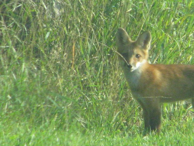 Aug 4, 2014 - Drive up to Bayfield - by Con 12,13,14 NW Ilderton 060.jpg