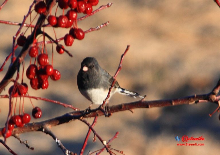 Dark-eyed Junco IMG_0325.JPG