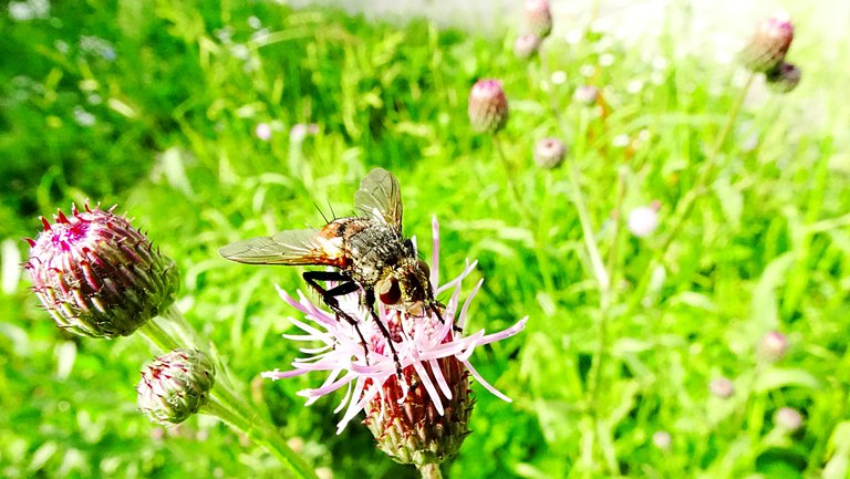 Tachinidae or hedgehog fly.