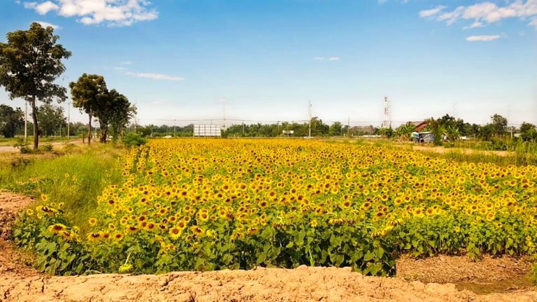 sunflower.a76ef047d8d24c03823acdf41c4ee7c8.jpg