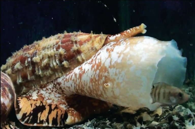 cone-snail.jpg