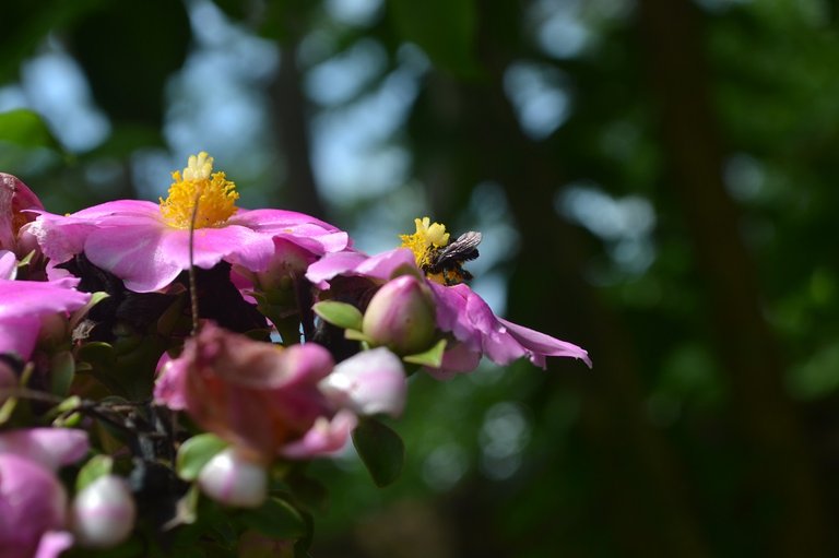 bienenbesuch-3.jpg