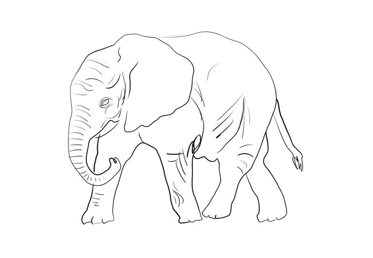 elephant (454).jpg