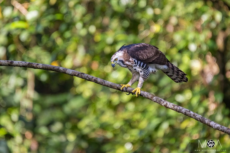 Ornate Hawk-Eagle.jpg