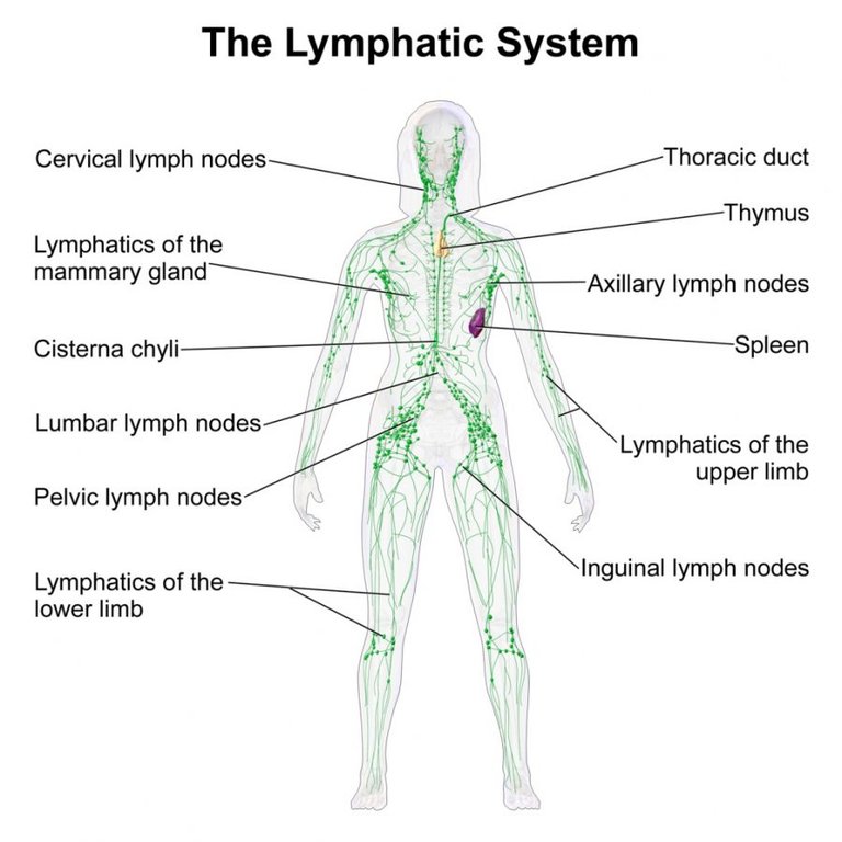 diagram-of-the-human-lymphatic-system-lymphatic-system-diagram-diagram-site.jpg